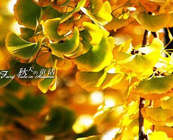 倚梦小憩的个人文集
