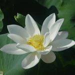 莲花
