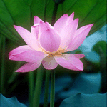 莲花