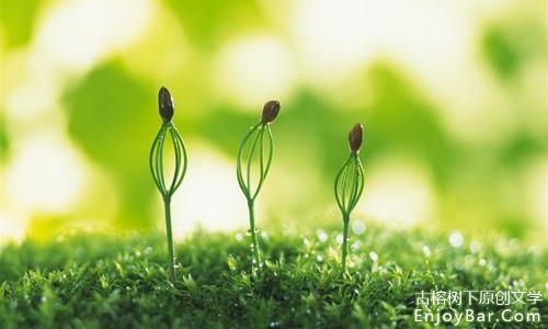 五言 菊花展观后