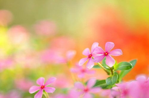 爱是内心长出的花朵（组诗）